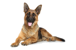 animals & german shepherd free transparent png image.