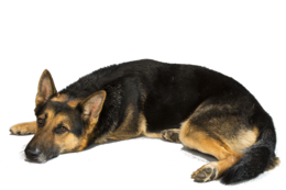 animals & German Shepherd free transparent png image.