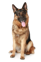 animals & German Shepherd free transparent png image.