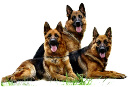 animals & German Shepherd free transparent png image.