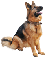 animals & German Shepherd free transparent png image.