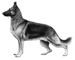 animals & German Shepherd free transparent png image.