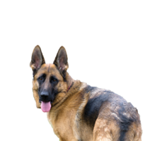 animals & German Shepherd free transparent png image.