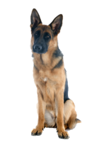 animals & German Shepherd free transparent png image.