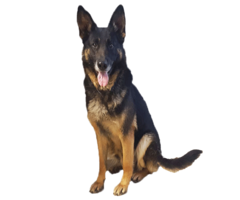 animals & german shepherd free transparent png image.