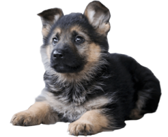 animals & German Shepherd free transparent png image.