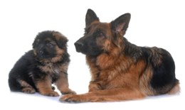 animals & german shepherd free transparent png image.