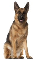 animals & German Shepherd free transparent png image.