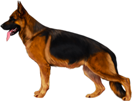 animals & German Shepherd free transparent png image.