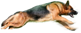 animals & german shepherd free transparent png image.