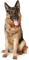 animals & German Shepherd free transparent png image.