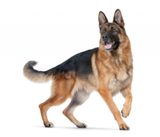 animals & german shepherd free transparent png image.