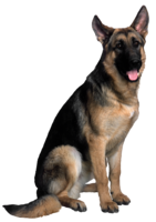 animals & German Shepherd free transparent png image.