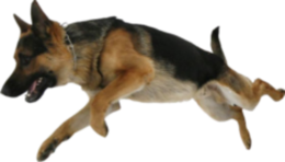 animals & German Shepherd free transparent png image.