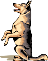 animals & german shepherd free transparent png image.