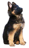 animals & German Shepherd free transparent png image.