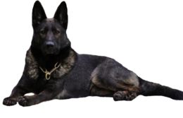 animals & german shepherd free transparent png image.