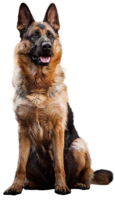 animals & german shepherd free transparent png image.