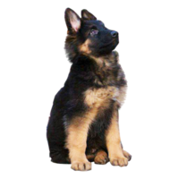 animals & German Shepherd free transparent png image.