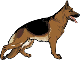 animals & german shepherd free transparent png image.