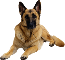 animals & German Shepherd free transparent png image.