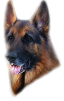 animals & german shepherd free transparent png image.