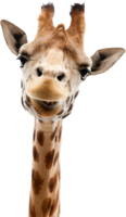 animals & Giraffe free transparent png image.