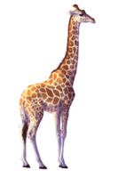 animals & giraffe free transparent png image.