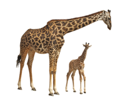 animals & giraffe free transparent png image.