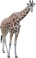 animals & Giraffe free transparent png image.