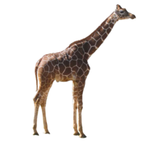 animals & giraffe free transparent png image.