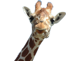 animals & Giraffe free transparent png image.