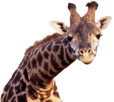 animals & giraffe free transparent png image.