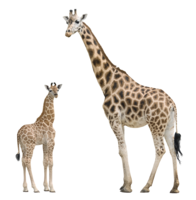 animals & giraffe free transparent png image.