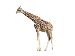 animals & Giraffe free transparent png image.