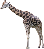 animals & giraffe free transparent png image.