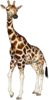 animals & giraffe free transparent png image.