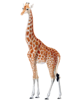 animals & giraffe free transparent png image.