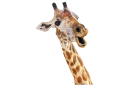 animals & giraffe free transparent png image.