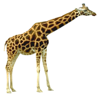 animals & giraffe free transparent png image.