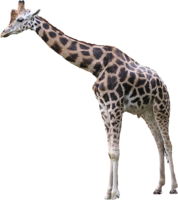 animals & Giraffe free transparent png image.