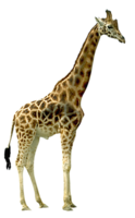 animals & giraffe free transparent png image.