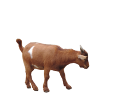 animals & goat free transparent png image.