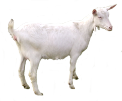 animals & Goat free transparent png image.