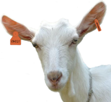 animals & goat free transparent png image.