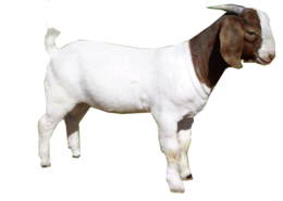 animals & Goat free transparent png image.