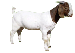 animals & goat free transparent png image.