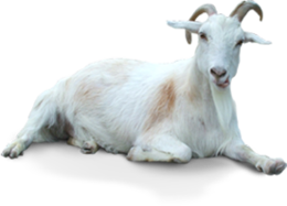 animals & Goat free transparent png image.