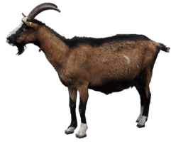 animals & Goat free transparent png image.