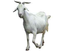 animals & Goat free transparent png image.